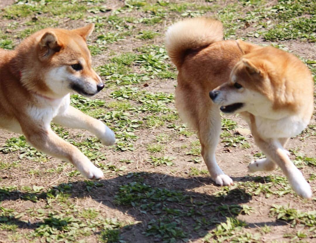 柴犬たま Shibainu Tamaさんのインスタグラム写真 - (柴犬たま Shibainu TamaInstagram)「ドッグがランしてきました🐕💨💨 * Caption trans🇬🇧 They ran around🐕💨💨 * #柴犬たま #たママ #たま家族 #柴犬ミケ #一眼レフ #一眼レフカメラ #お出掛け #ドッグラン #仲良し親子 #追いかけっこ #笑顔 #プリケツ #飛行犬 #ヒコーキ耳 #柴犬 #shiba #shibainu #shibastagram #犬 #dog #多頭飼い」4月13日 11時30分 - tama7653