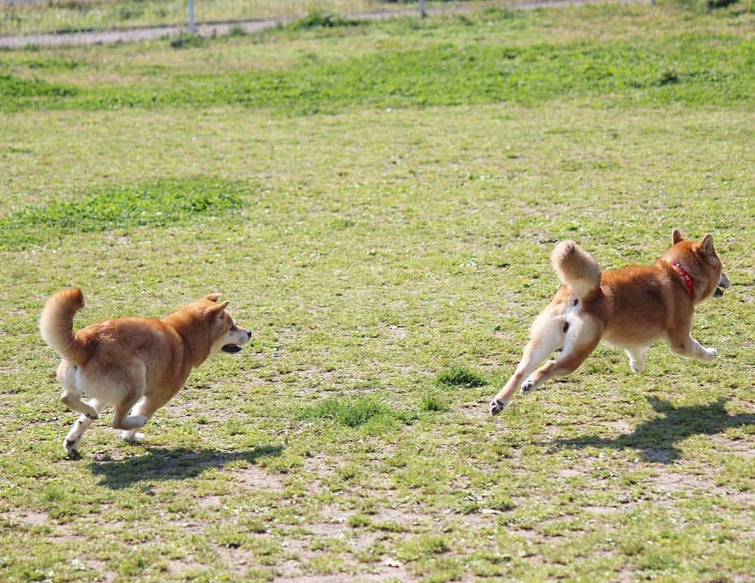 柴犬たま Shibainu Tamaさんのインスタグラム写真 - (柴犬たま Shibainu TamaInstagram)「ドッグがランしてきました🐕💨💨 * Caption trans🇬🇧 They ran around🐕💨💨 * #柴犬たま #たママ #たま家族 #柴犬ミケ #一眼レフ #一眼レフカメラ #お出掛け #ドッグラン #仲良し親子 #追いかけっこ #笑顔 #プリケツ #飛行犬 #ヒコーキ耳 #柴犬 #shiba #shibainu #shibastagram #犬 #dog #多頭飼い」4月13日 11時30分 - tama7653