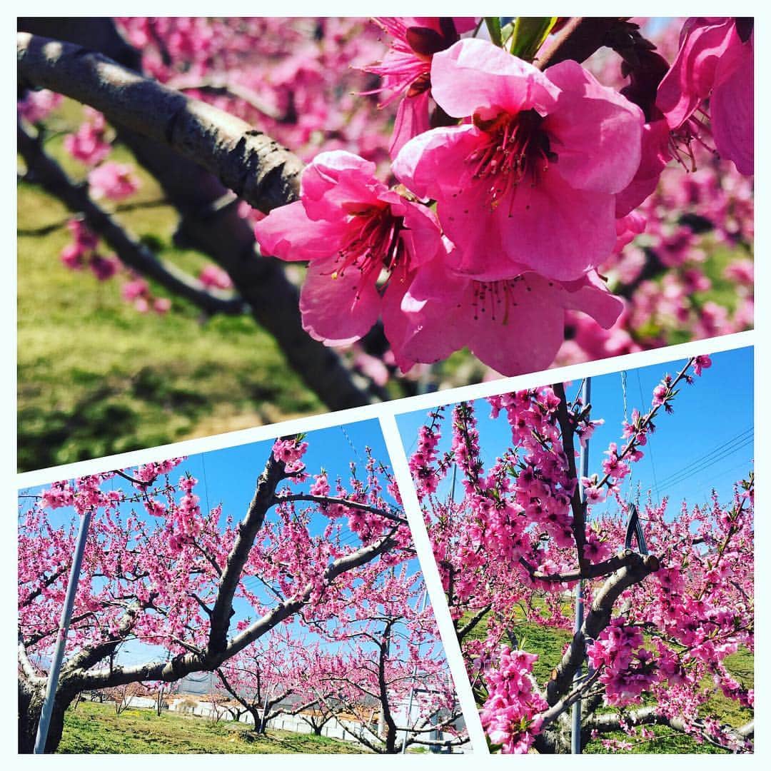 のインスタグラム：「本日快晴！ 桃の花も今年は気温が低くまだまだ見頃です！ 今日、明日は綺麗なピンクの絨毯が見れますよー  ぜひ春の陽気を感じに山梨へ来てください！！ 本日、完熟屋が塩山ワインフェスにも出店中！ https://shio-fes.com  山梨熱いです！  #桃源郷 #石和 #笛吹市 #桃の花 #まだまだ見頃 #塩山ワインフェス #河口湖 #山中湖 #富士山 #富士急ハイランド #忍野八海 #山梨 #ほうとう #こんな日は #ほったらかし温泉 #は最高です！」
