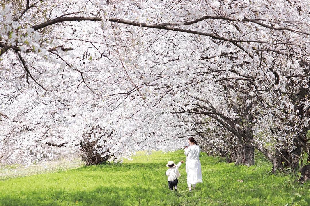 のインスタグラム：「今週もお疲れさまでした😊 現在、「春」をテーマにお写真・動画を募集中です✨ 本日の #タビスルキッズ はこちら💕 📷 @laclef.aromaさん 🚩  岐阜県・羽鳥市 🎙ご本人コメント 桜を毎日のように追いかけた平成最後の春✨  やっと出会えた満開の桜🌸  二人を連れてこんなにお出かけできるのも今のうちと、ヘトヘトになりながらも写真を取りに行く事が活力となっていた！ ワンオペでも無問題！！ むしろ、3人のが自由にスムーズに動ける♪  写真がありすぎて整理できない…。 ＊＊＊＊＊＊ 「平成最後の春」は桜が長い期間楽しめましたね🌸 ステキなお写真ありがとうございます💕」