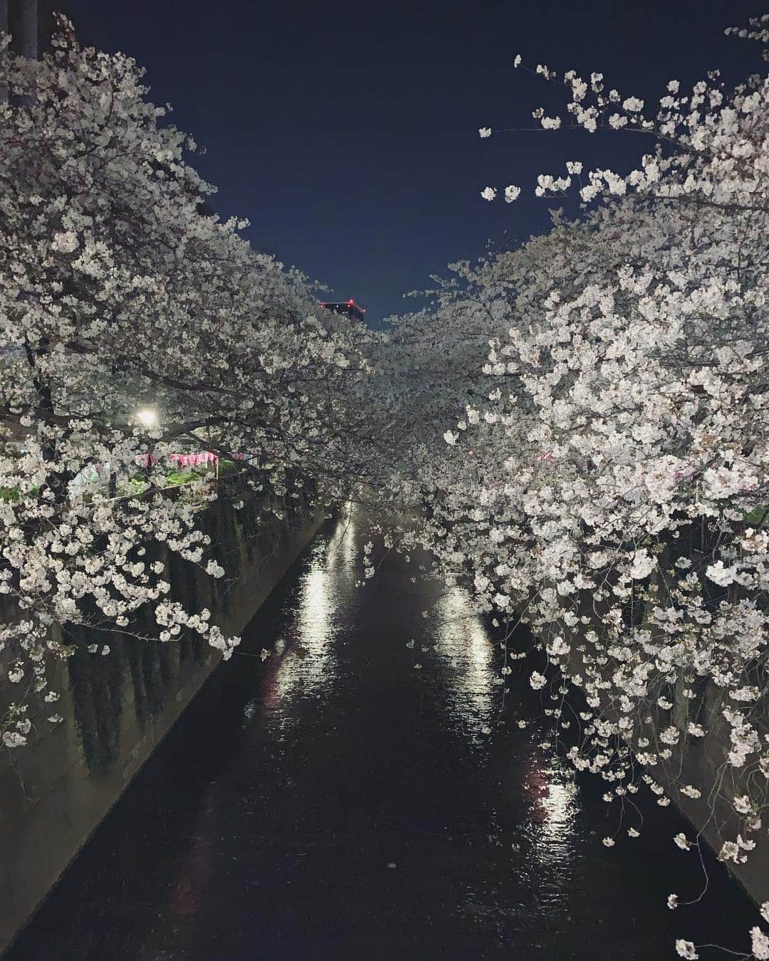 𝐀𝐬𝐚𝐤𝐮𝐫𝐚𝐌𝐢𝐰𝐚 のインスタグラム：「🌸 SAKURA✨ ライトアップされてなくても綺麗！ . . #sakura #japan #beautiful #flowers #tokyo #桜 #満開 #夜桜 #ライトアップ #花見 #今年一度だけ見た夜桜」