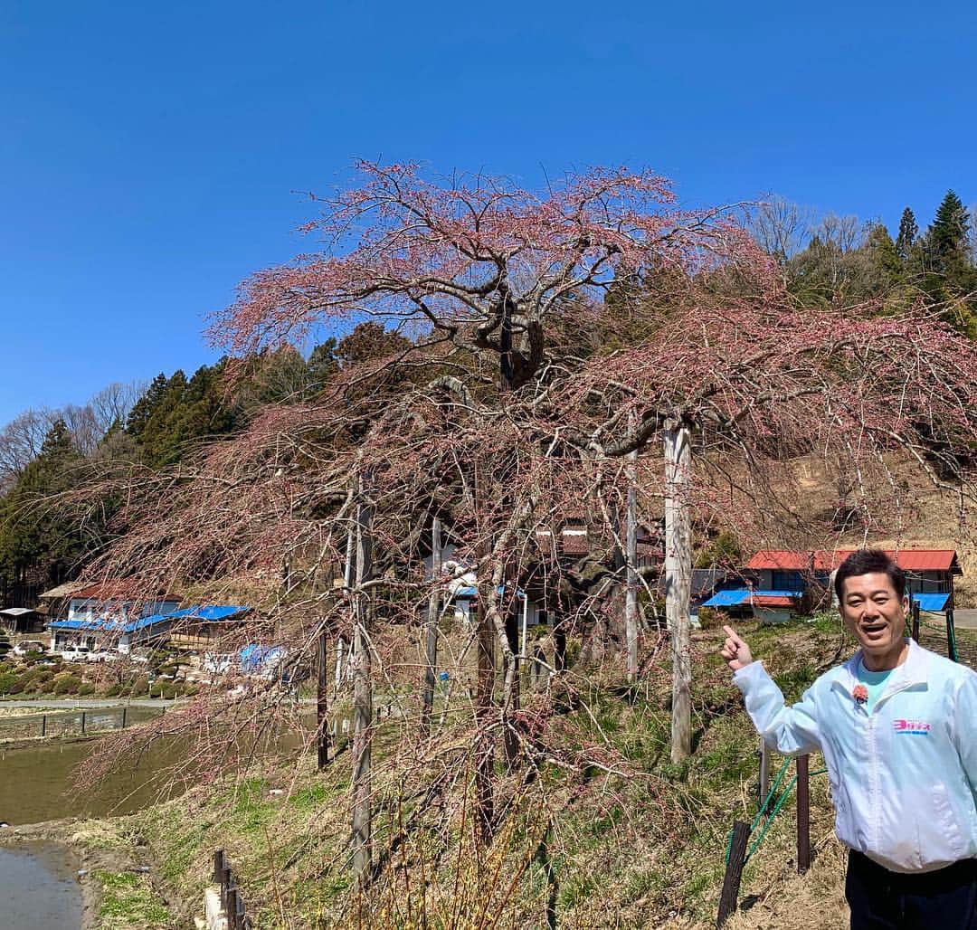 逸見太郎さんのインスタグラム写真 - (逸見太郎Instagram)「SAT. ☀️毎日行ってみ太郎ロケ  #二本松市内 #さくらめぐり #中島の地蔵桜 から #いろいろ #行けるだけ行こう #二本松市 #福島県 #ヨジデス #kfb」4月13日 12時10分 - taro_itsumi