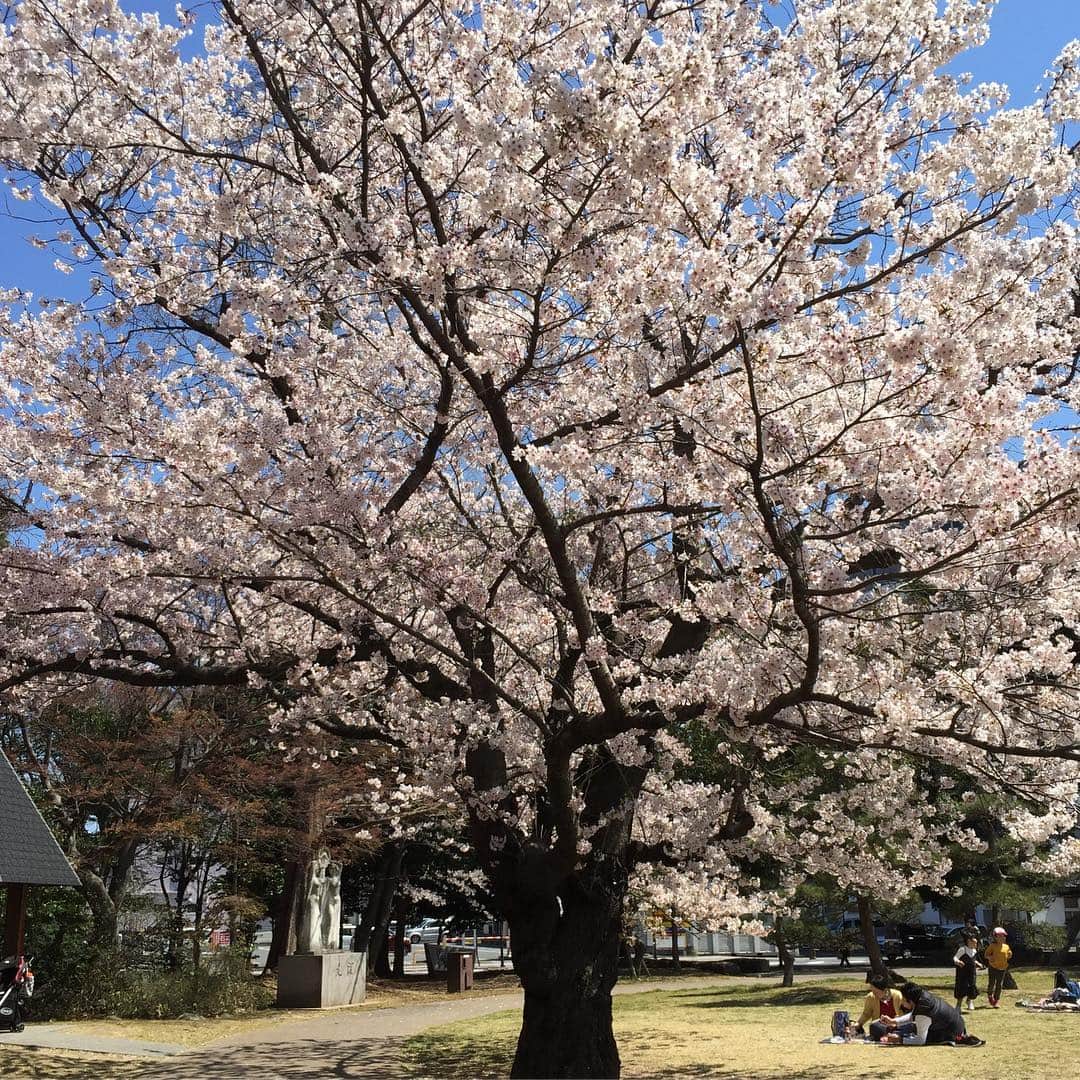 大手小町さんのインスタグラム写真 - (大手小町Instagram)「いわきは桜が満開です🌸青空の広がる気持ちのいい天気！  #otekomachi の出張です #桜 満開で  #izumi も思わず撮影」4月13日 12時10分 - otekomachi