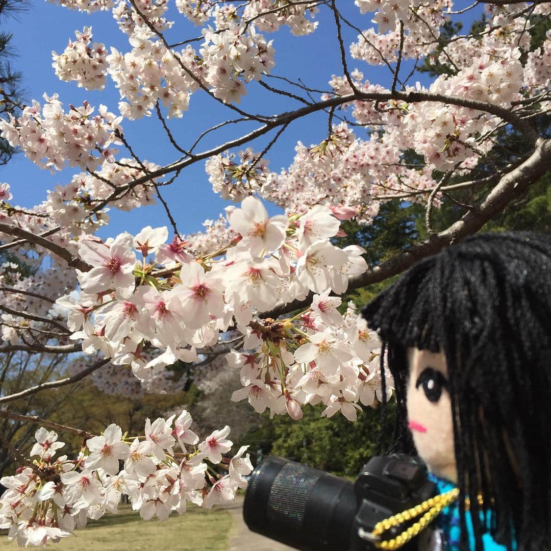 大手小町さんのインスタグラム写真 - (大手小町Instagram)「いわきは桜が満開です🌸青空の広がる気持ちのいい天気！  #otekomachi の出張です #桜 満開で  #izumi も思わず撮影」4月13日 12時10分 - otekomachi