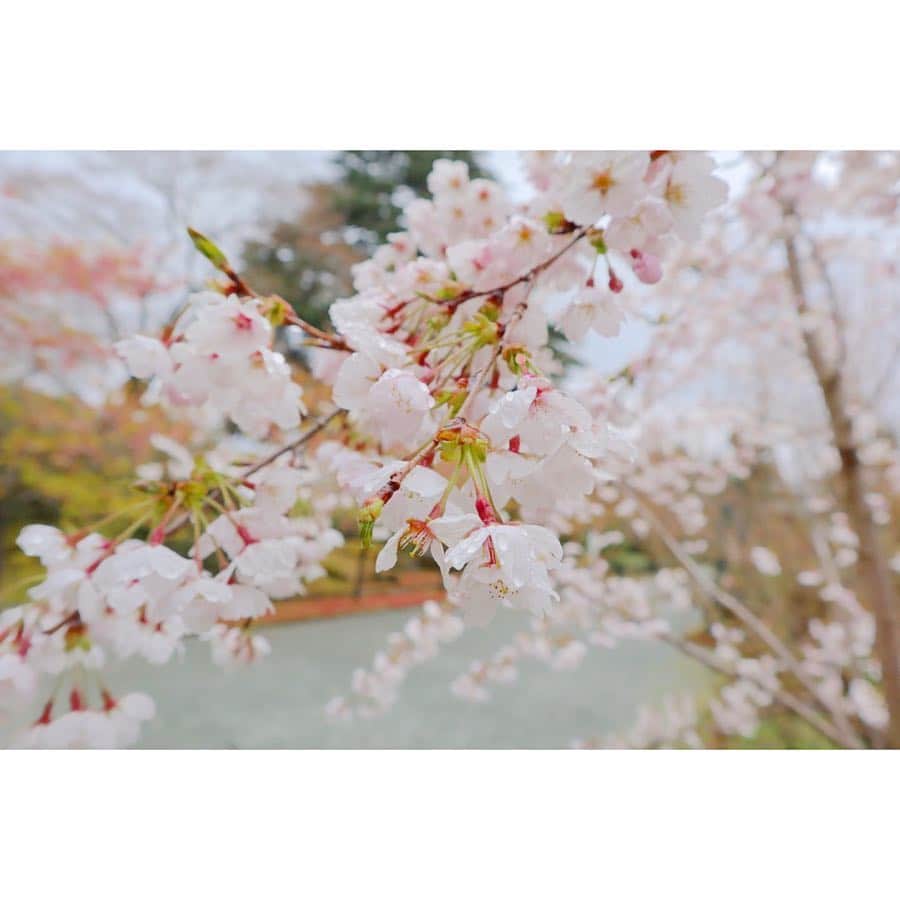 藤田ニコル（にこるん）さんのインスタグラム写真 - (藤田ニコル（にこるん）Instagram)「カメラ📸撮る方もハマりそう🌸」4月13日 12時07分 - 2525nicole2