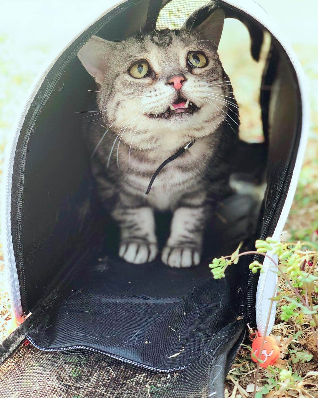 ルフさんのインスタグラム写真 - (ルフInstagram)「#luhu:"what?!" - - #cat #cute #angel #adorable #lovely #catofthedays #lovely #sadcat」4月13日 12時12分 - lanlan731