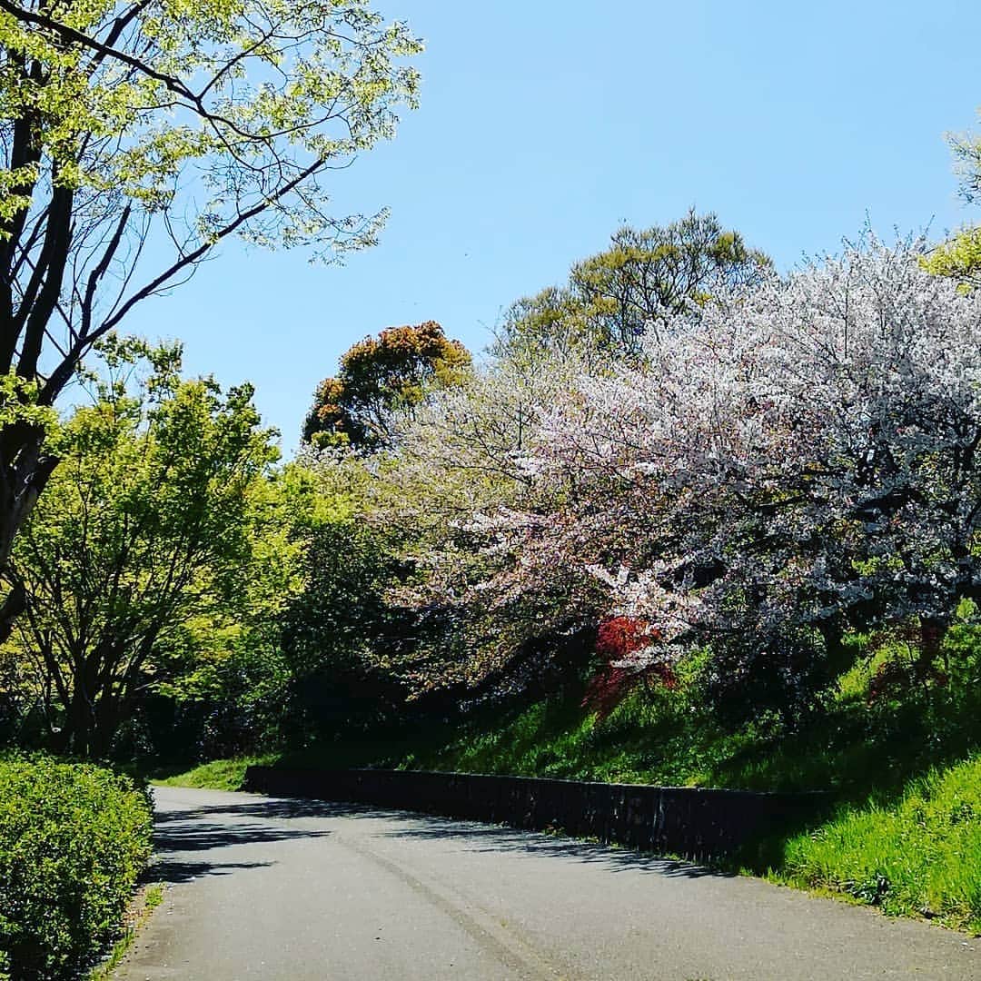 門山哲也のインスタグラム：「朝Run 🏃 暖かくなってきて気持ちいいー‼️ まだ桜🌸も咲いてていい時間でした。  #朝Run #大高緑地公園 #家族連れいっぱい#桜#天気最高#花粉症最悪」