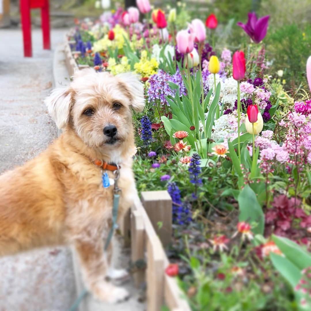 宮本亜門さんのインスタグラム写真 - (宮本亜門Instagram)「春のお散歩は気持ちいいね〜🎶💐🌼🌸💐🌼 #保護犬 #ビート #宮本亜門 #hibiyafestival #稽古始まりました」4月13日 12時15分 - beatamon