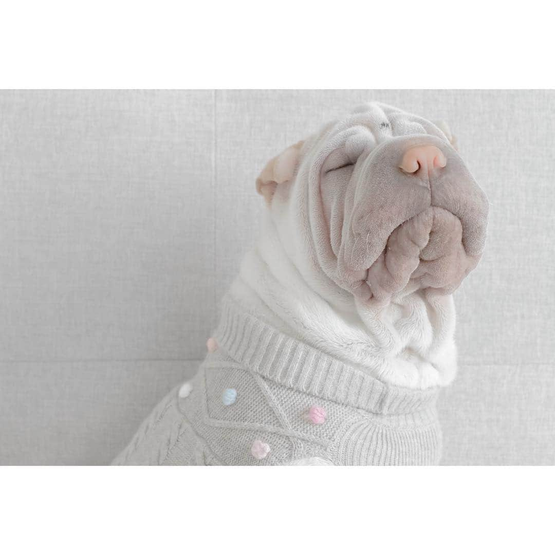 annie&pADdinGtoNさんのインスタグラム写真 - (annie&pADdinGtoNInstagram)「After a long summer of being mostly nakies Lambington is starting to feeling very fashionable again 🍂 #autumninaustralia #fashion #jumpermadeofbabymarshmallows #sharpei #sharpeisofinstagram #sharpeiworld #puppylove #sweaters #puppy #puppiesofinstagram #dog #dogs #dogsofinstagram #doggo #wrinkles #love #instagood #weeklyfluff ##iloveyoutothemoonandback」4月13日 12時16分 - anniepaddington