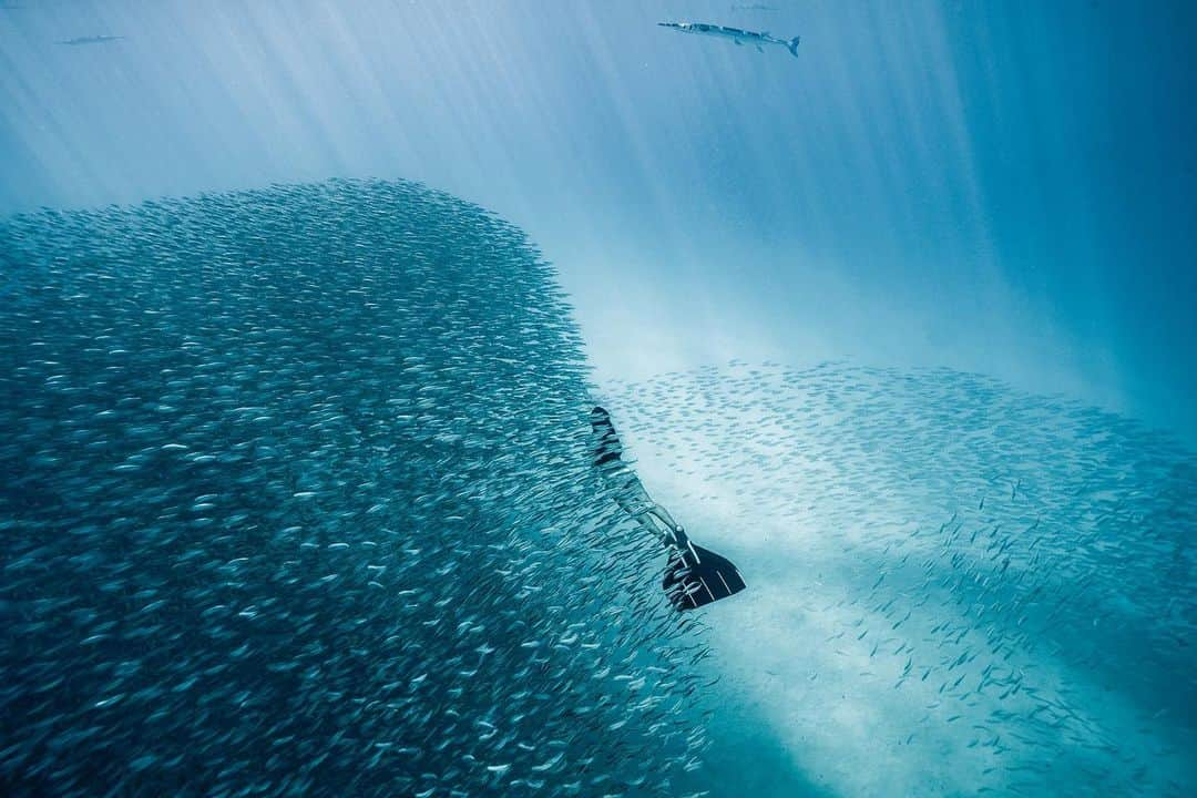 福田朋夏さんのインスタグラム写真 - (福田朋夏Instagram)「大きな生物と泳ぐのも楽しいけど、小魚の群れに包まれるのも大好き🐟🐟🐟🐟✨ #freedoving #freediver #apnea #oceanlovers photo by @ryuzoshinomiya」4月13日 12時23分 - tomoka_fukuda