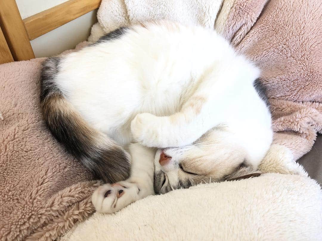 ホタテ＆クラム＆シラスのインスタグラム：「よく寝てるなぁ #cat #neko #ScottishFold #猫 #ねこ #スコティッシュフォールド #catstagram #instagram #instagramjapan #ig_japan #igersjp」
