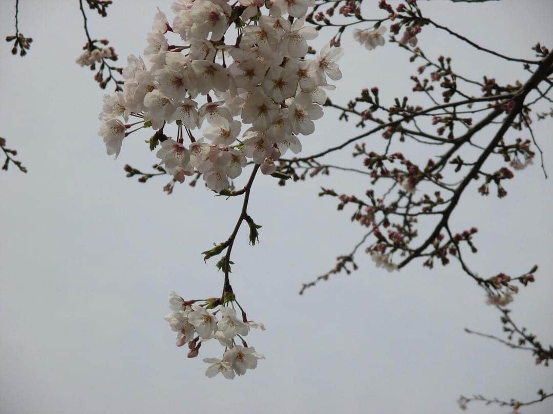 新井ひとみさんのインスタグラム写真 - (新井ひとみInstagram)「桜の季節に 生まれた私は 幸せ者❤️」4月13日 12時29分 - hitomi_tokyogirlsstyle