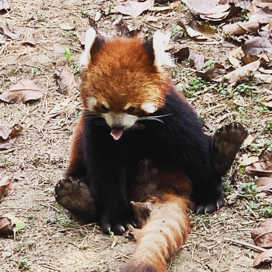 深町健二郎さんのインスタグラム写真 - (深町健二郎Instagram)「めっちゃパンダ🐼」4月13日 13時03分 - kenjirofukamachi