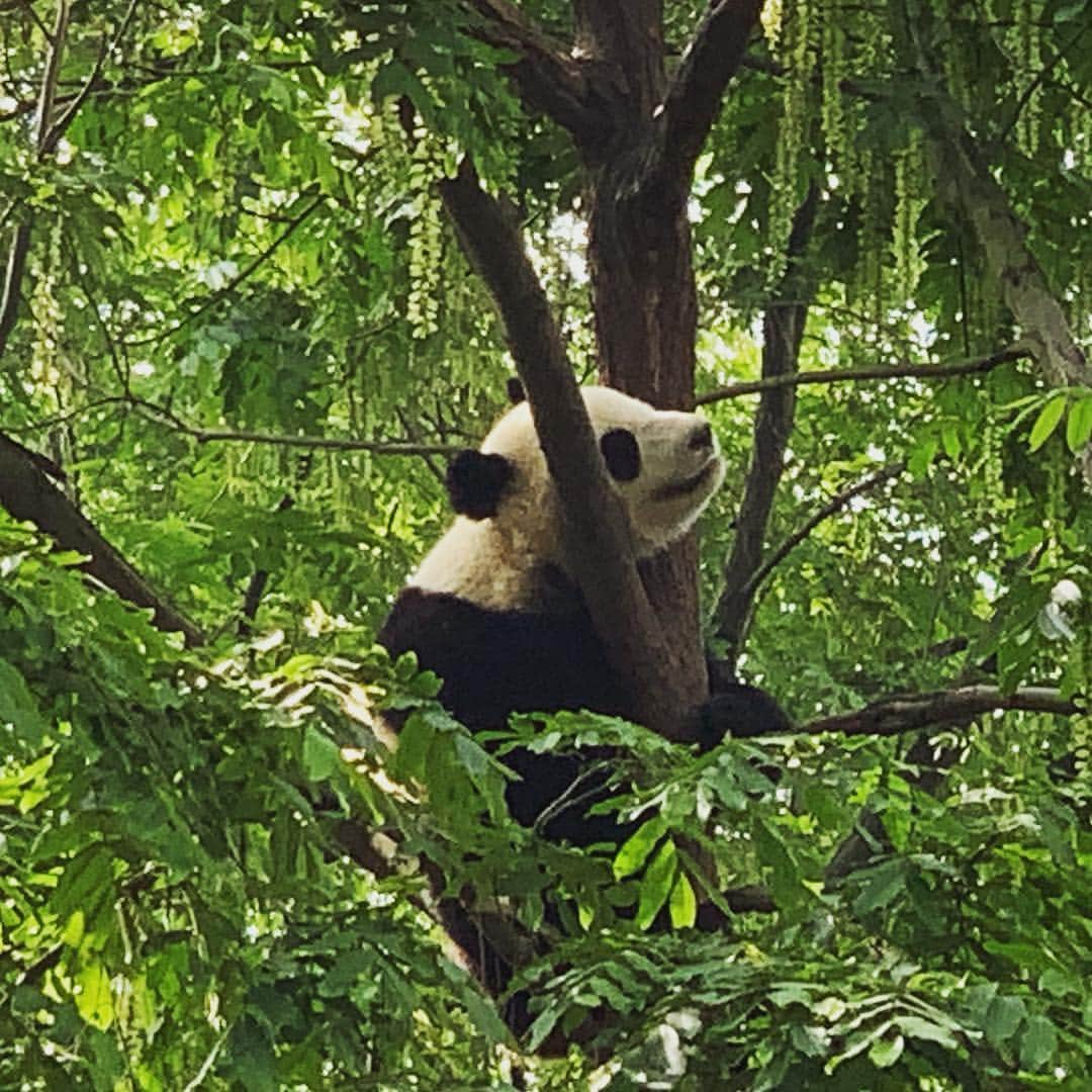 深町健二郎さんのインスタグラム写真 - (深町健二郎Instagram)「めっちゃパンダ🐼」4月13日 13時03分 - kenjirofukamachi