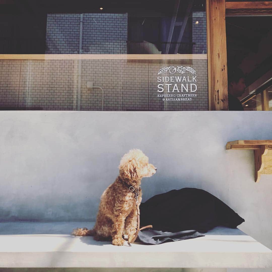 石川龍のインスタグラム：「まめと散歩で。 #sidewalkstandyutenji  #まめきち #トイプードル #トイプードルの女の子 #toypoodle  #sidewalkstand」