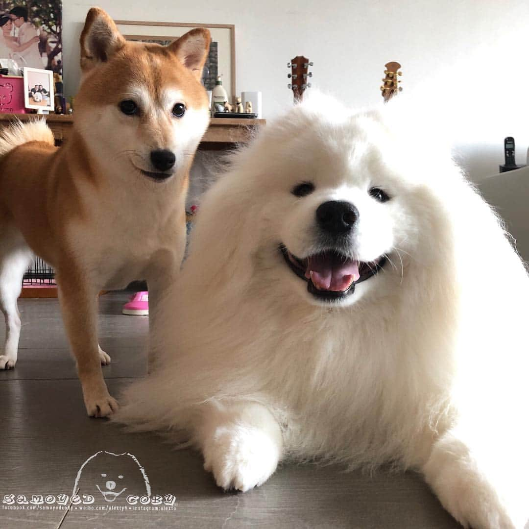 Alex Toさんのインスタグラム写真 - (Alex ToInstagram)「Morning 🥰🥰🥰 #cute #dog #doglover #dogsofinstagram #dogoftheday #dogofthedayjp #dogstagram #fluffy #hkig #hongkong #ilovemydog #instadog #instagood #instamood #instagraphy #shibainu #samoyedoninstagram #pet #petlovers #petsofinstagram #petstagram #photooftheday #puppy #pupsofinstagram #samoyed #samoyedsofinstagram #webstagram #犬 #サモエド」4月13日 13時19分 - alexto