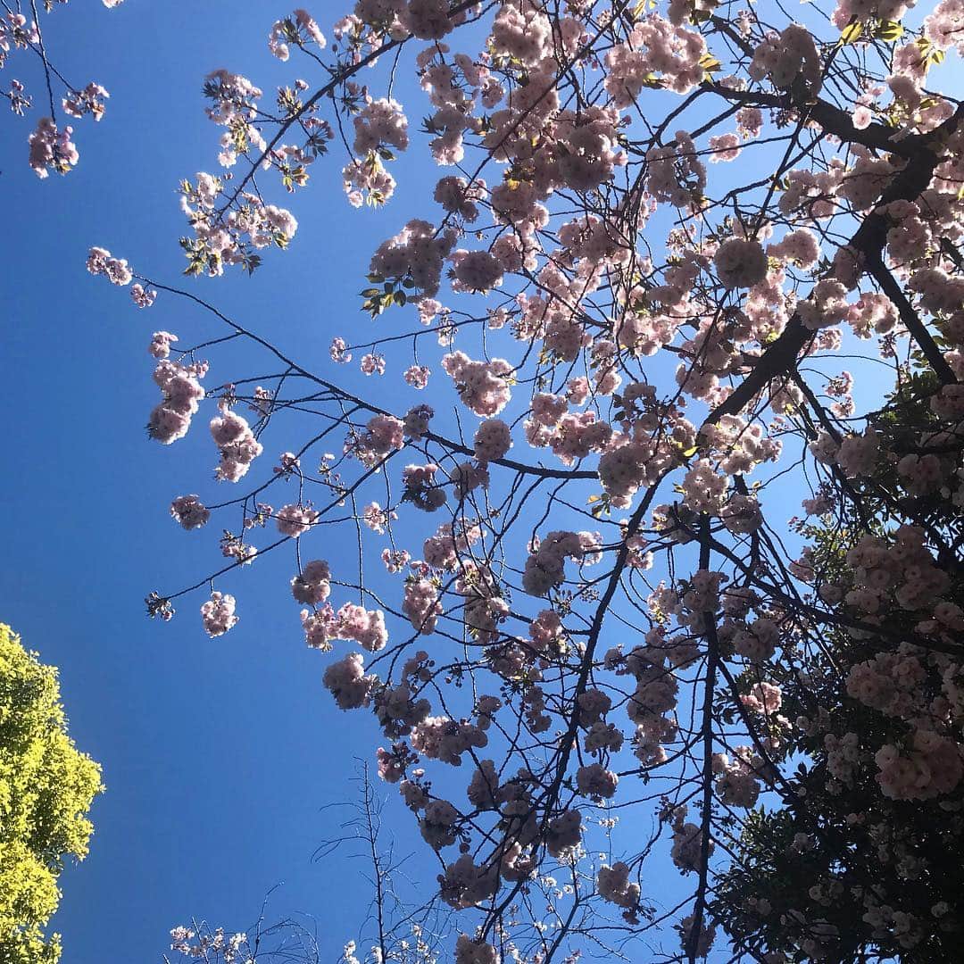 丸山敬太さんのインスタグラム写真 - (丸山敬太Instagram)「東京には桜の木がたくさんある。ソメイヨシノが葉桜になっても八重の桜が続けて咲き誇る。これだけの桜を色んな誰かが植えたから、この街は春が来ると一斉に桜色に染まる。 色んな時代の色んな誰かが街をつくる。  気づいたら大きな桜が切り倒され、なんとも不恰好なマンションになっていたりもする。  それでも、新しい時代が来ても 春になると桜を見上げて、騒いだり、決意をしたり、切なくなったり、ずっーとするんだろうな。 東京の街にいつか僕も自分の桜を植えよう！  平成もあと少しぜよ。」4月13日 13時37分 - keitamaruyama