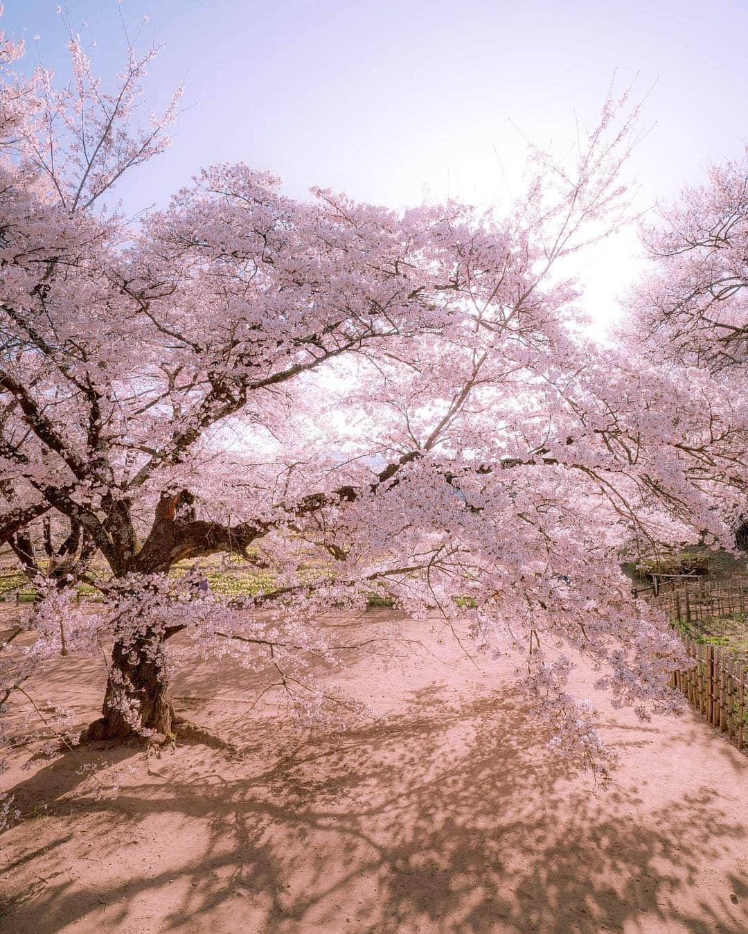 masayaさんのインスタグラム写真 - (masayaInstagram)「実相寺 Jissoji temple  #山梨県 #北杜市 #桜 #さくら #sakura #instajp #insta_japan #japan #flowers #flower #cherryblossoms #逆光好き」4月13日 13時45分 - moonlightice