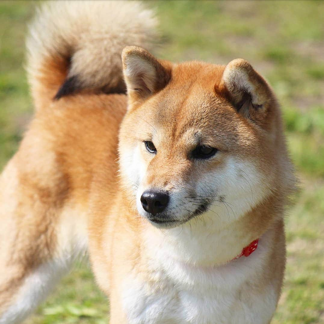 柴犬たま Shibainu Tamaさんのインスタグラム写真 - (柴犬たま Shibainu TamaInstagram)「すぐさまランやめたドッグ * Caption trans🇬🇧 Tama immediately stopped running. * #柴犬たま #たママ #一眼レフ #一眼レフカメラ #お出掛け #ドッグラン #ドッグランしない #柴犬 #shiba #shibainu #shibastagram #犬 #dog」4月13日 13時51分 - tama7653