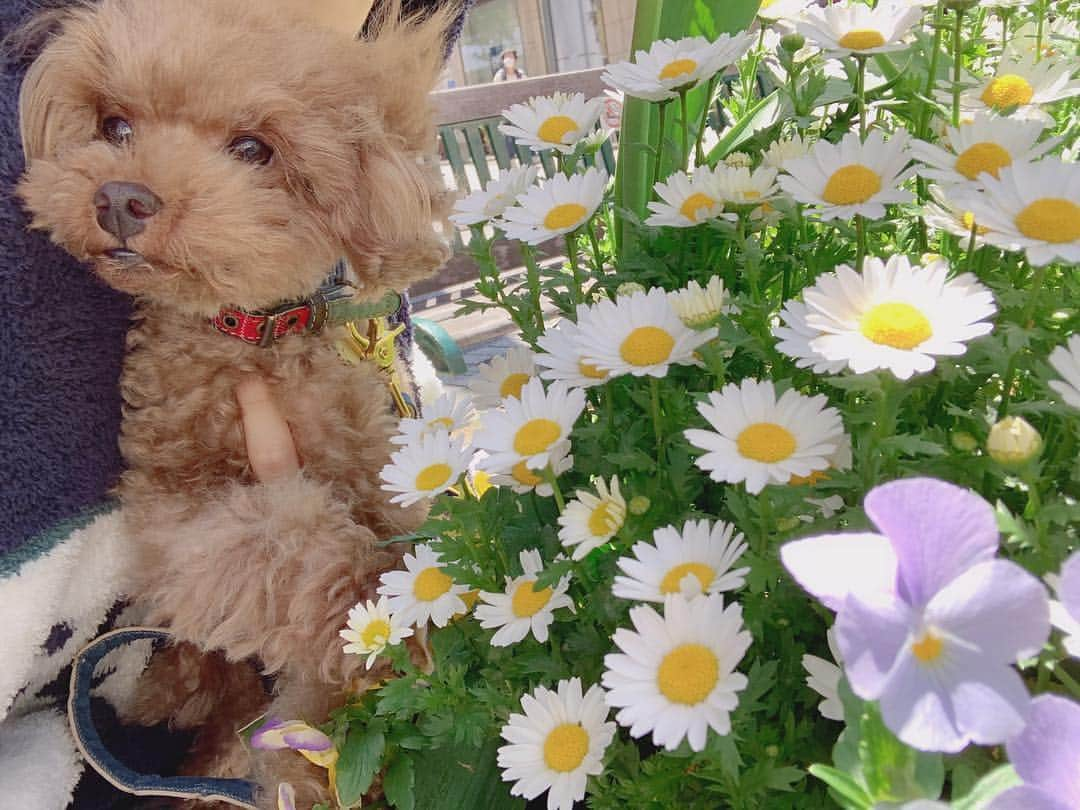 天野眞隆（ナオピー）さんのインスタグラム写真 - (天野眞隆（ナオピー）Instagram)「お花と息子💐🐶 #といぷーどる #トイプードル #犬 #ペット #息子 #familyphotography #癒し #可愛い #cute #モデル #model #動物 #お花見 #散歩 #犬好きな人と繋がりたい」4月13日 14時12分 - naotaka.amano