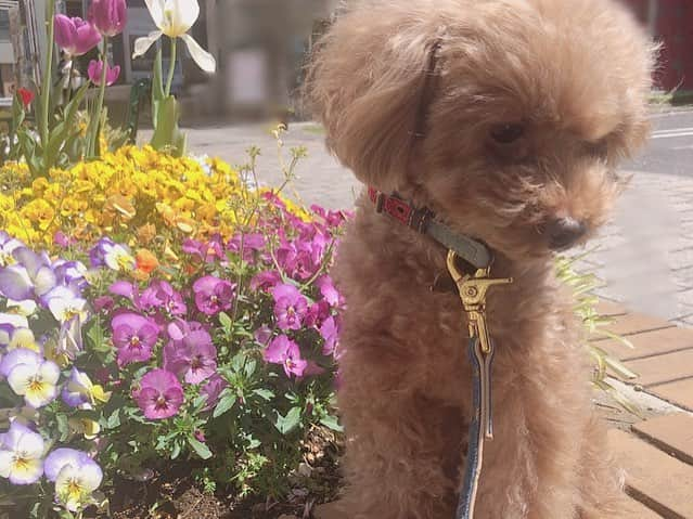 天野眞隆（ナオピー）さんのインスタグラム写真 - (天野眞隆（ナオピー）Instagram)「お花と息子💐🐶 #といぷーどる #トイプードル #犬 #ペット #息子 #familyphotography #癒し #可愛い #cute #モデル #model #動物 #お花見 #散歩 #犬好きな人と繋がりたい」4月13日 14時12分 - naotaka.amano