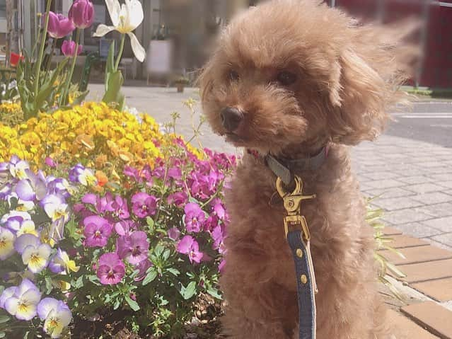 天野眞隆（ナオピー）さんのインスタグラム写真 - (天野眞隆（ナオピー）Instagram)「お花と息子💐🐶 #といぷーどる #トイプードル #犬 #ペット #息子 #familyphotography #癒し #可愛い #cute #モデル #model #動物 #お花見 #散歩 #犬好きな人と繋がりたい」4月13日 14時12分 - naotaka.amano