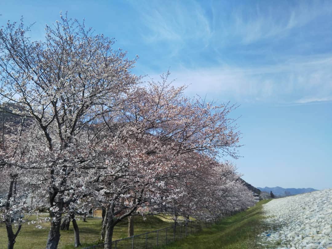 aco.さんのインスタグラム写真 - (aco.Instagram)「2019.4.13 #aco季節を楽しむ暮らし  こんにちは☀  #桜 もそろそろ散り始めていますが 昨日、病院帰りにドライブしたら まだあちらこちらで満開の桜を見かけました🌸  4月になった途端寒い毎日ですが お陰で今年は長く桜を楽しめますねー . . 写真は先週ストーリーズにあげたものですが 記録として。  #acoおでかけ記録  写真2.3枚目は息子と#花見 に行った時のもの、 4.5.6枚目は数日後に同じ場所に 旦那さんと行った時のもので満開に。  息子と行った時の快晴具合が好きですが✨  最後のpicは 旦那さんがランニング中に撮ってきた別の場所。 . . 息子とのどアップのツーショット、 今年も一緒に撮れました。  シワと丸顔が嫌になるけど いつまで一緒に撮れるかなぁ😌 . . . 関係ないけど 最近あった残念なことベスト（ワースト？）３  3位　証明写真が必要になったので撮りに行ったけど、ケチって500円の機械を見つけて撮ったら昭和初期か犯罪者かってくらい暗くてボヤけた写真が出てきた。 頑張って顔作ったのに‼使えん‼ . 2位　開封してチビチビ食べていた干し芋。今朝一口かじって、ふと握っている干し芋を見たらカビが⁉　慌てて吐いて、うがいしてめっちゃ歯磨いたけど…いつからカビてたのか不安😂 . 1位　PTA役員当選😭 今年は忙しくなりそうなのに、よりによってー。 息子も5年生になりますが、初めての役員なので不安いっぱいだけどいい経験になると思って頑張ります✨ （でも心の中ではまだ泣いてる😂） . . 色々あるけど 桜見た時みたいな澄んだ気持ちでいきたいもんです😂✨🌸 .」4月13日 14時21分 - aco.chaaaaan