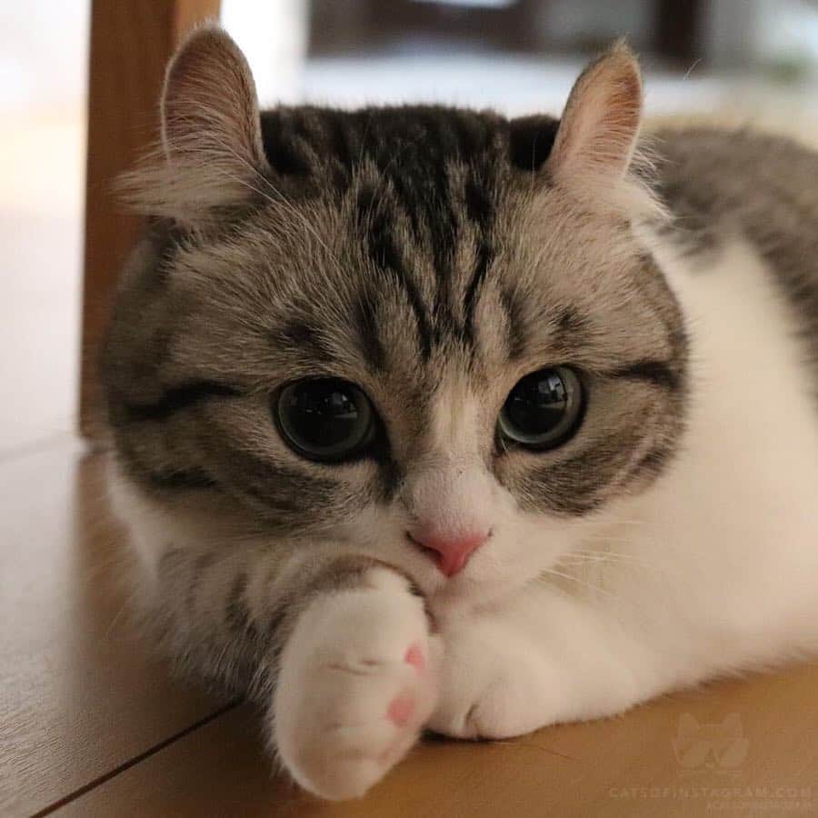 Cats of Instagramさんのインスタグラム写真 - (Cats of InstagramInstagram)「From @mugimeshi323: “. 🌼スワイプしてね Swipe→🌼 . あっかんべー👅 . Be〜😝 . Komaru is Munchkin😽” #catsofinstagram」4月13日 14時28分 - cats_of_instagram