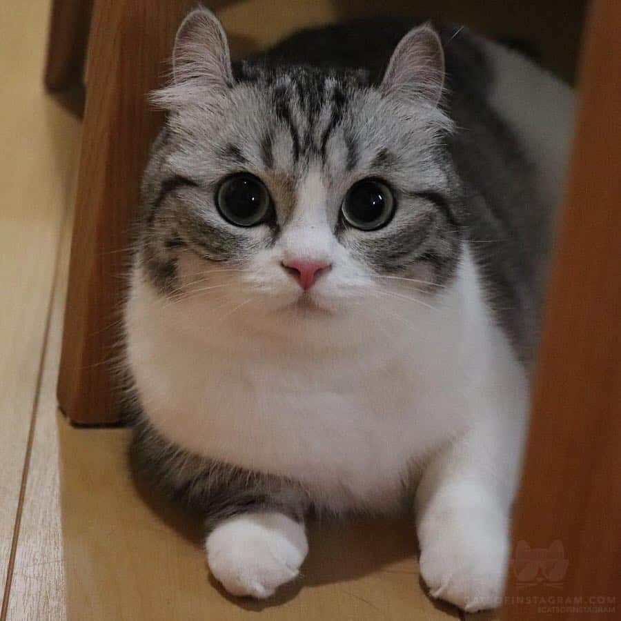 Cats of Instagramさんのインスタグラム写真 - (Cats of InstagramInstagram)「From @mugimeshi323: “. 🌼スワイプしてね Swipe→🌼 . あっかんべー👅 . Be〜😝 . Komaru is Munchkin😽” #catsofinstagram」4月13日 14時28分 - cats_of_instagram