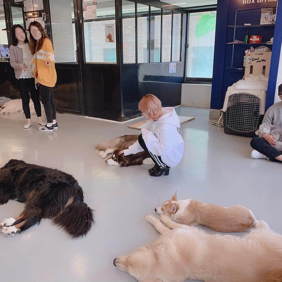 のインスタグラム：「#구름뜬하늘 🐾」