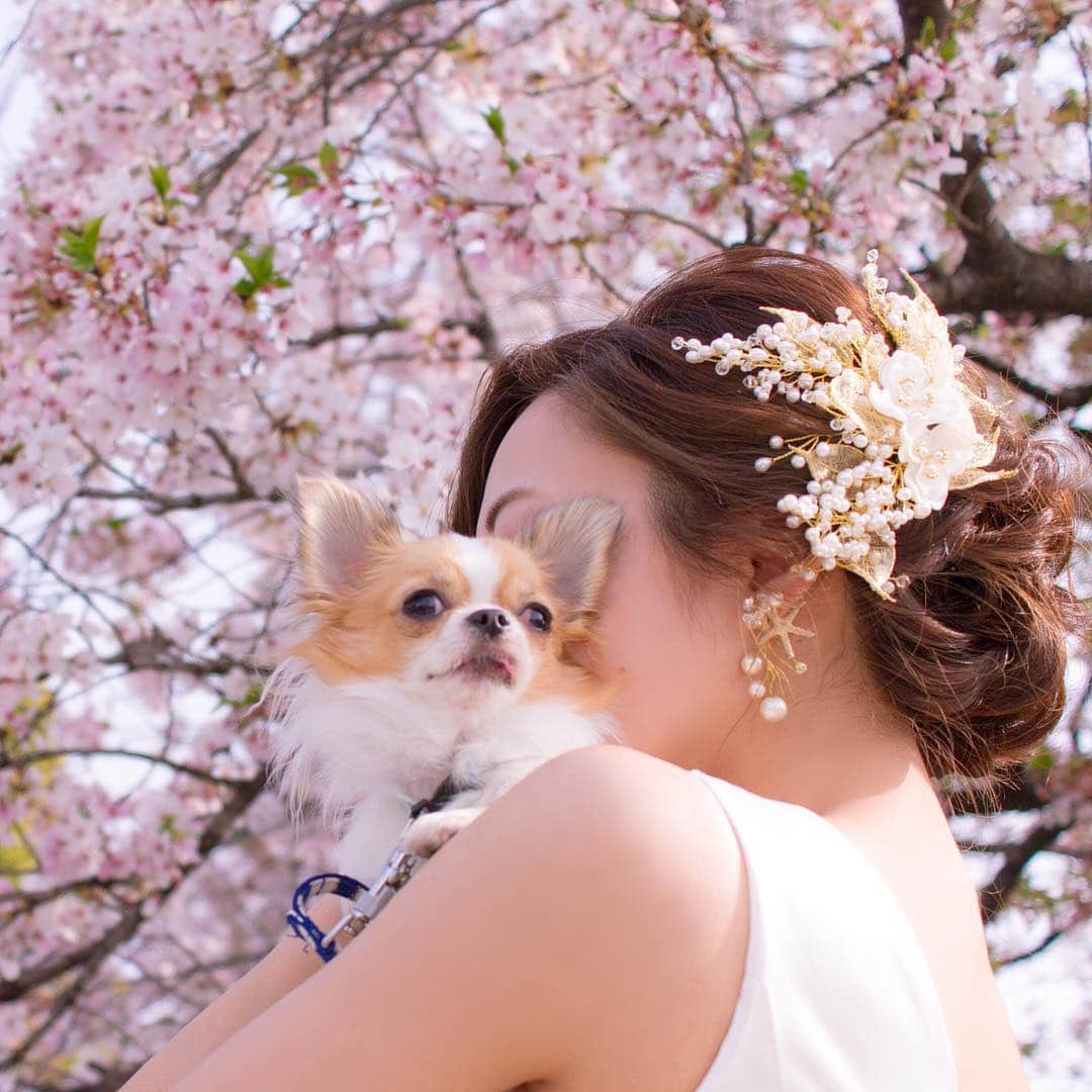 ちまさんのインスタグラム写真 - (ちまInstagram)「Last spring/April 2, 2018 ＊ これは去年の🐶🌸 前ポストと同じところで ウェディング前撮りも兼ねて📷 ・ たぶんこんなとこで 前撮り(セルフだけど)したのは 自分たちくらいであろう、、 っていうくらい普通の街中にある穴場です🤣 ੯•́ ੇᎮ ੯•́ ੇᎮ ੯•́ ੇᎮ ੯•́ ੇᎮ ੯•́ ੇᎮ ੯•́ ੇᎮ #chima #ちま #チワワ #chihuahua #ชิวาวา #ふわもこ部 #PECOいぬ部 #sniffandbarkens #WeeklyFluff #cutepetclub #doggy_lovings #桜 #お花見 #前撮り #ウェディングフォト#pecoマガジン表紙デビュー #卒花 #weddingphotography #犬と前撮り #リプモン #rippmonster #marryxoxo #ウェディングニュース」4月14日 0時12分 - chima.chihuahua