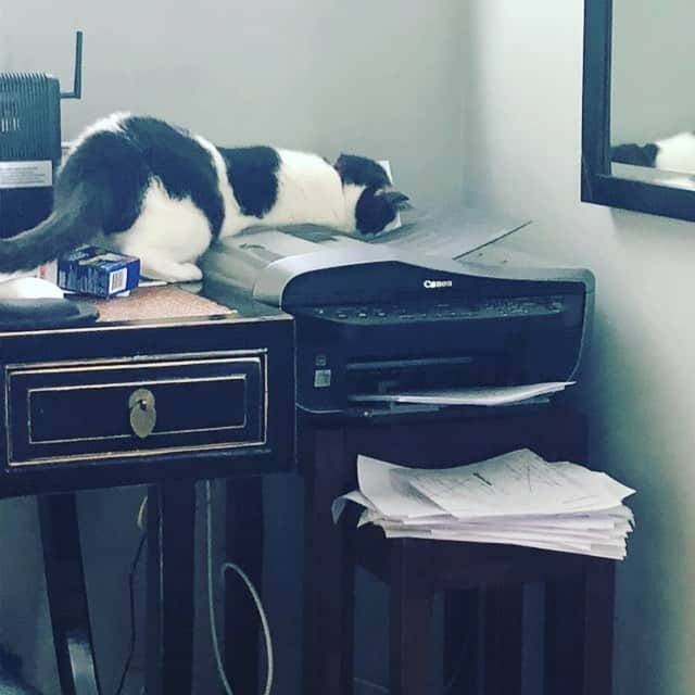 コンスタンス・マリーさんのインスタグラム写真 - (コンスタンス・マリーInstagram)「THIS mutha f*ca right here! The cat’s paws are INSIDE the fax/printer machine!!!! 😳 No wonder the paper gets jammed when I leave the room! #MysterySolved #Caturday #PaperJam」4月14日 0時33分 - goconstance