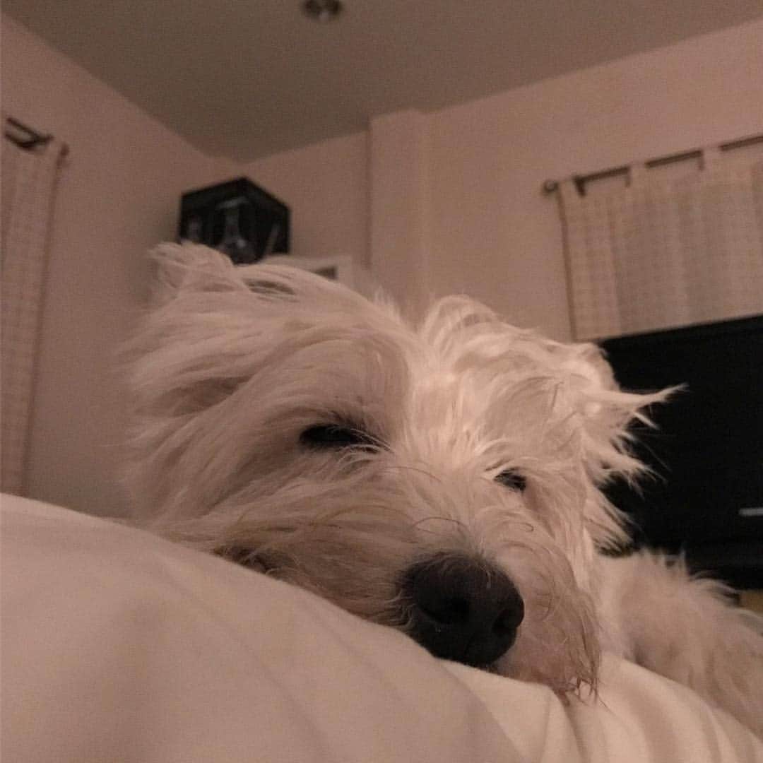 Hoykong&Plamuekのインスタグラム：「Good night #plamuek_westies」