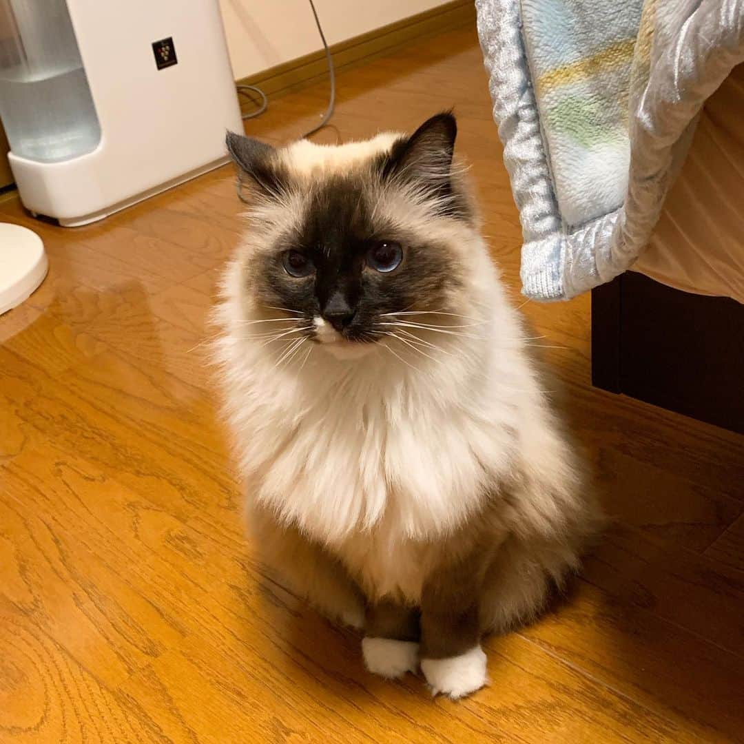 takegaeruさんのインスタグラム写真 - (takegaeruInstagram)「おやすみ、タヌキちゃん❤️ #cat #猫 #ragdoll #ラグドール #ホワイトポッチーズ」4月14日 0時47分 - takegaeru