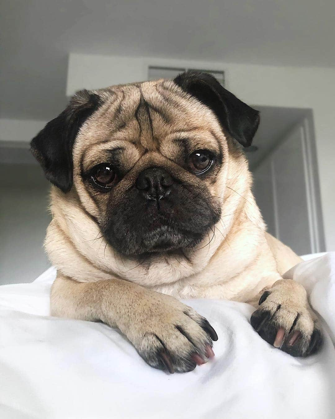 itsdougthepugさんのインスタグラム写真 - (itsdougthepugInstagram)「“What time are u coming over to cuddle?” -Doug」4月14日 0時54分 - itsdougthepug