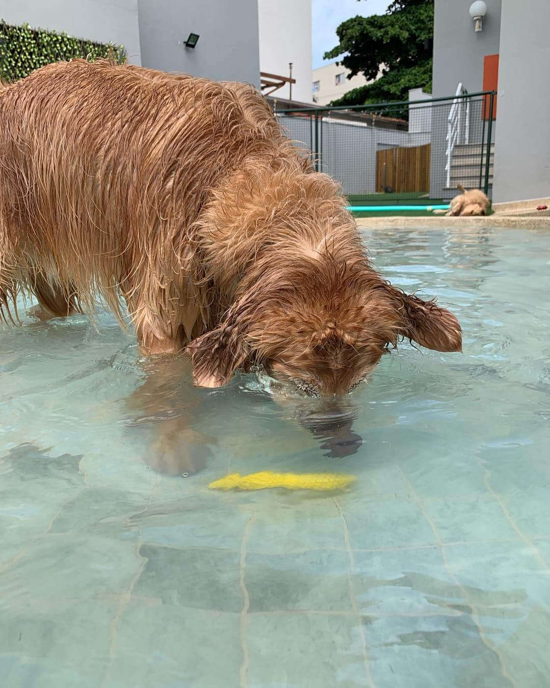 Bobさんのインスタグラム写真 - (BobInstagram)「Sabadou!!! @zendogbrasil @malugolden_ @nillokaporai #ilovegolden_retrievers #goldenretriever #goldenretrievers #dogs #dogsofinstagram #pets #petstagram #instagram #instagrammers #campinas #petfriendly #zendog #zendogbrasil」4月14日 0時56分 - bob_marley_goldenretriever