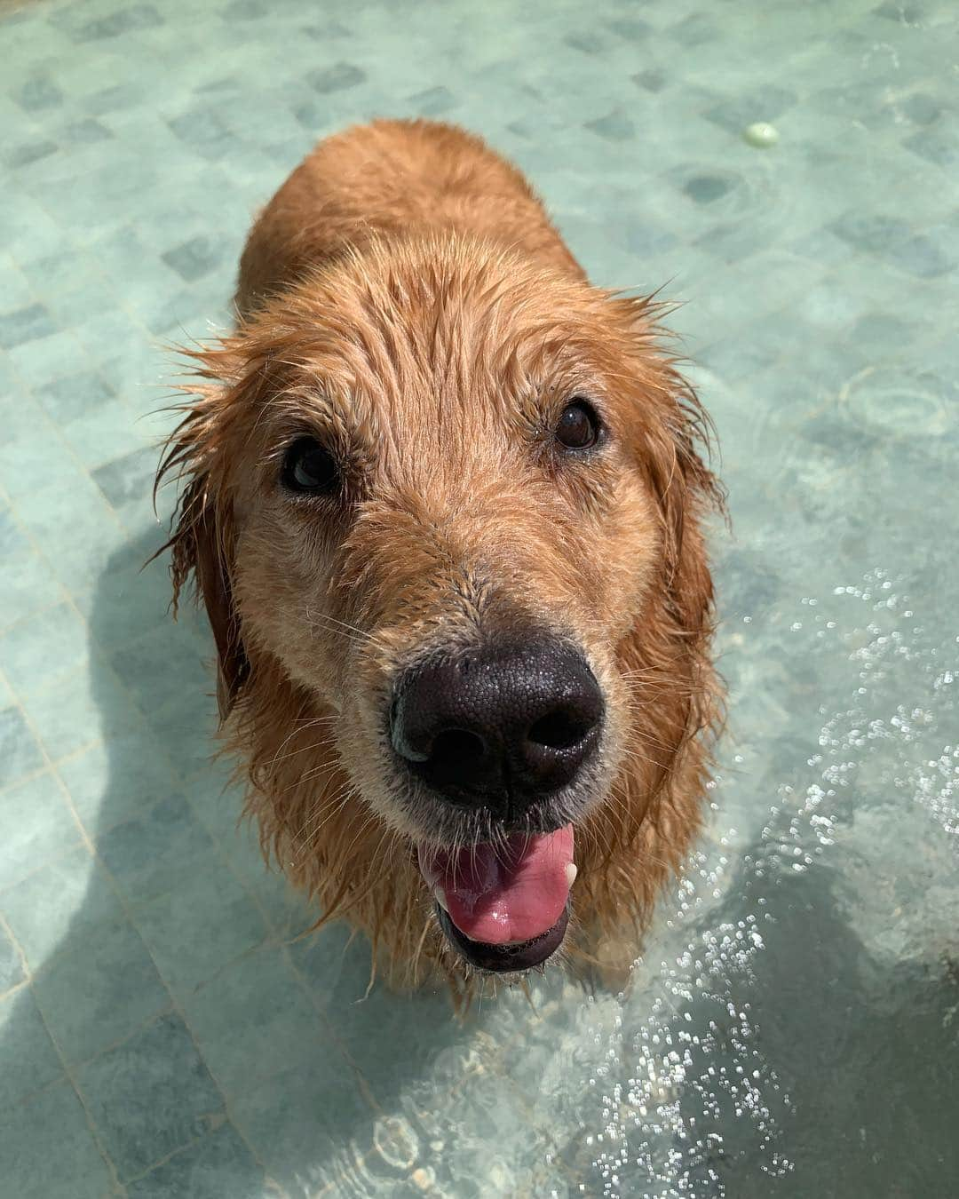 Bobさんのインスタグラム写真 - (BobInstagram)「Sabadou!!! @zendogbrasil @malugolden_ @nillokaporai #ilovegolden_retrievers #goldenretriever #goldenretrievers #dogs #dogsofinstagram #pets #petstagram #instagram #instagrammers #campinas #petfriendly #zendog #zendogbrasil」4月14日 0時56分 - bob_marley_goldenretriever