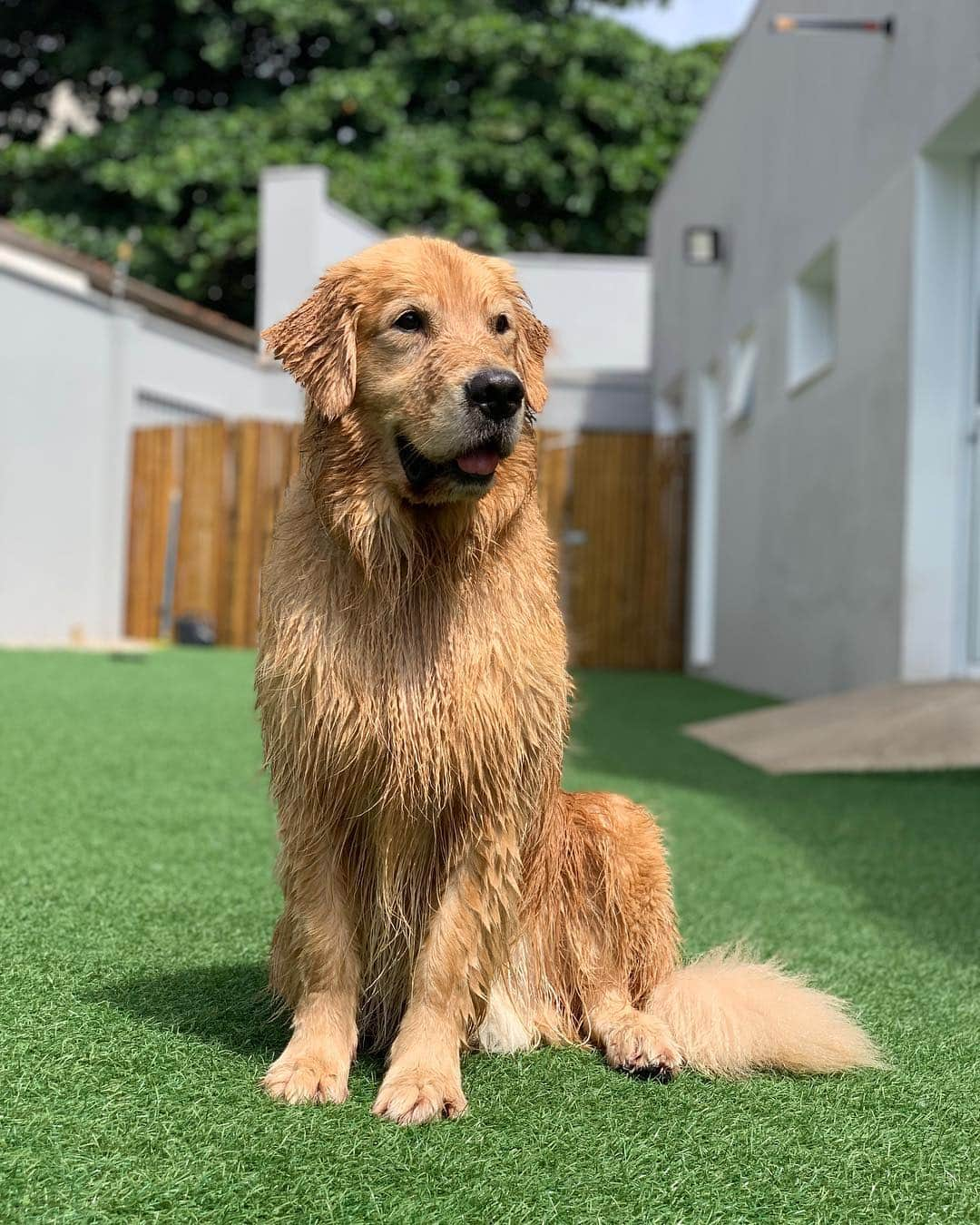 Bobさんのインスタグラム写真 - (BobInstagram)「Sabadou!!! @zendogbrasil @malugolden_ @nillokaporai #ilovegolden_retrievers #goldenretriever #goldenretrievers #dogs #dogsofinstagram #pets #petstagram #instagram #instagrammers #campinas #petfriendly #zendog #zendogbrasil」4月14日 0時56分 - bob_marley_goldenretriever