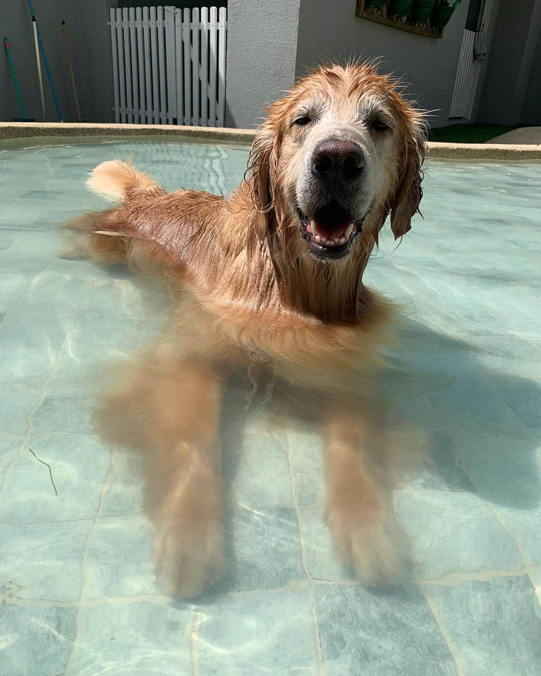 Bobさんのインスタグラム写真 - (BobInstagram)「Sabadou!!! @zendogbrasil @malugolden_ @nillokaporai #ilovegolden_retrievers #goldenretriever #goldenretrievers #dogs #dogsofinstagram #pets #petstagram #instagram #instagrammers #campinas #petfriendly #zendog #zendogbrasil」4月14日 0時56分 - bob_marley_goldenretriever