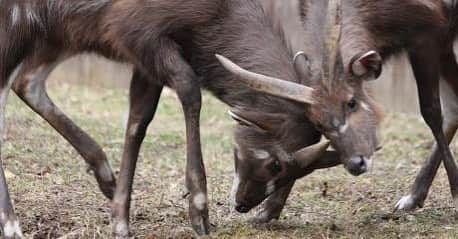 スミソニアン国立動物園さんのインスタグラム写真 - (スミソニアン国立動物園Instagram)「💥👂Alarmed by the sound of a potential predator, the swamp-dwelling sitatunga seeks refuge in the water. 💦 It sinks until only its nostrils are left above the surface. 🦌 Meet Waylon, the Zoo’s male sitatunga, at the Cheetah Conservation Station! LEARN MORE: https://s.si.edu/2GmvYD2.」4月14日 1時02分 - smithsonianzoo