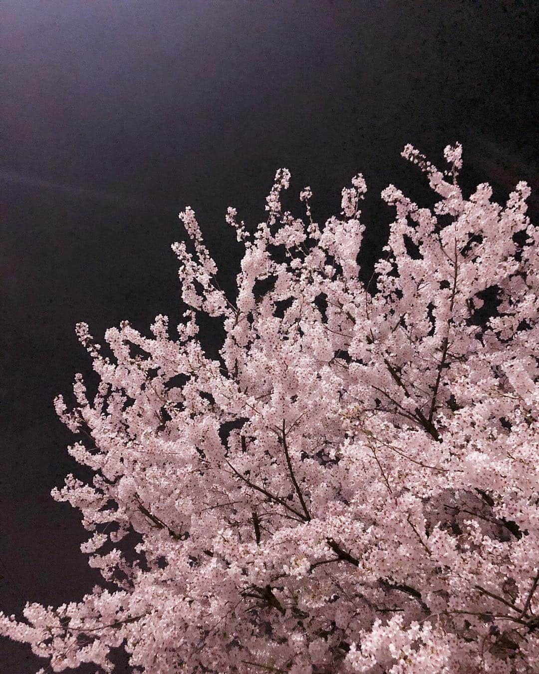 チョン・ソミンさんのインスタグラム写真 - (チョン・ソミンInstagram)「꿈 인가 생시 인가🌸🌸🌸🌸🌸」4月14日 1時05分 - jsomin86