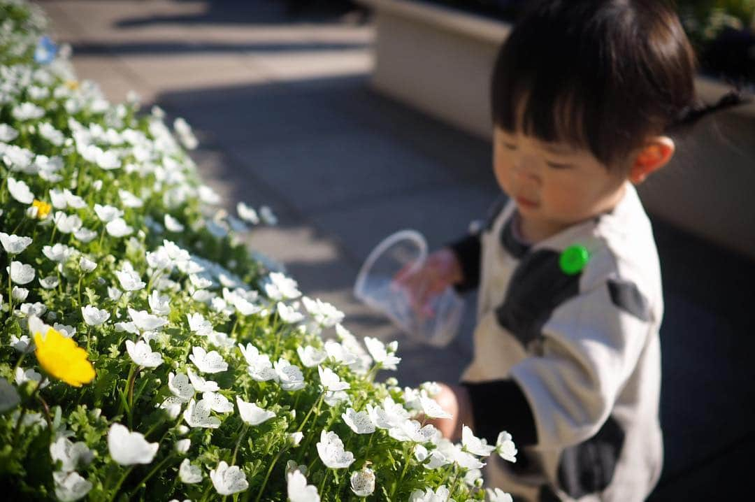 maatamagosanさんのインスタグラム写真 - (maatamagosanInstagram)「プラカップに落ちてる花びら集めてた🌼」4月14日 1時13分 - maatamagosan