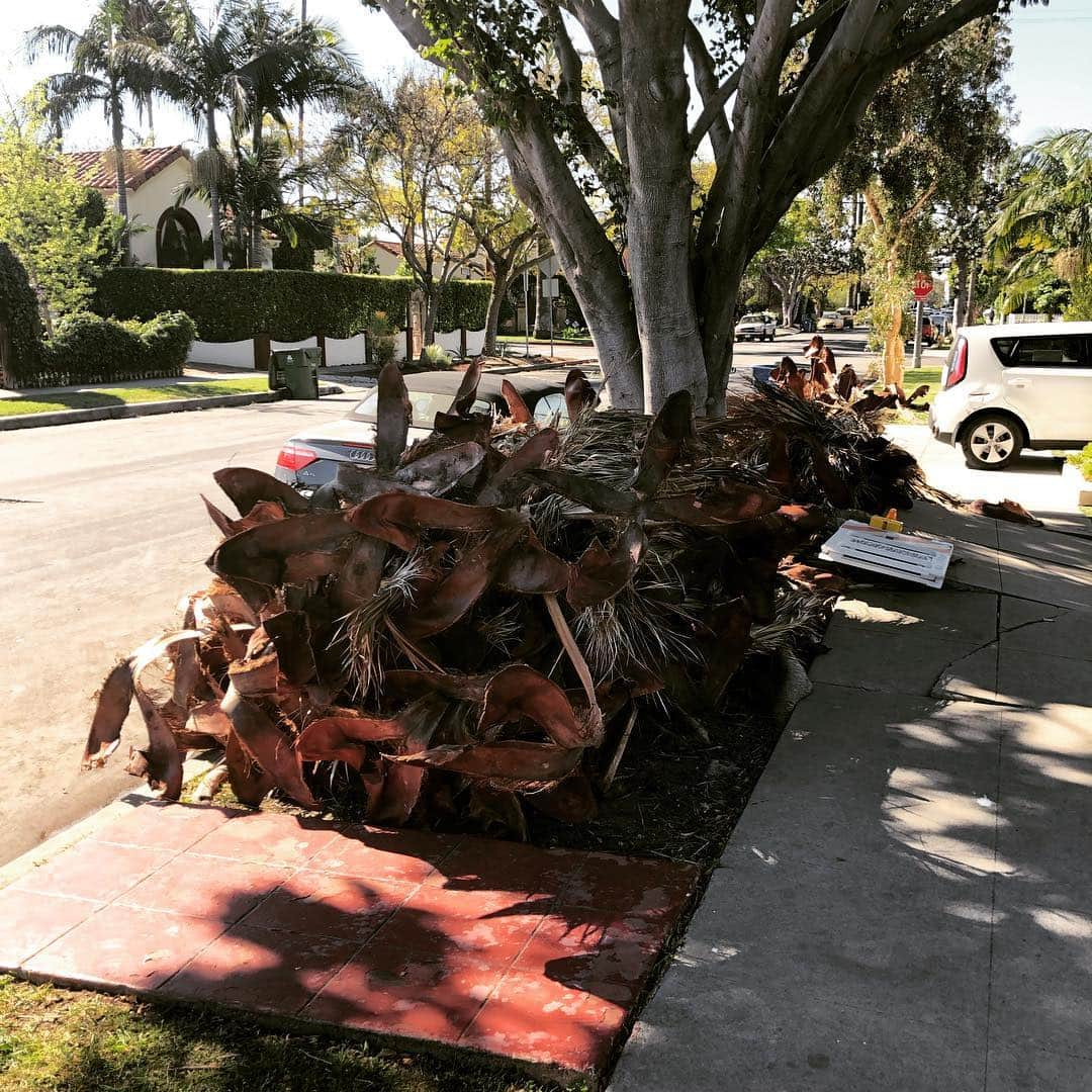 シーマス・デヴァーさんのインスタグラム写真 - (シーマス・デヴァーInstagram)「So you like palm trees, huh? Palms + Wind.」4月14日 1時19分 - seamuspatrickdever