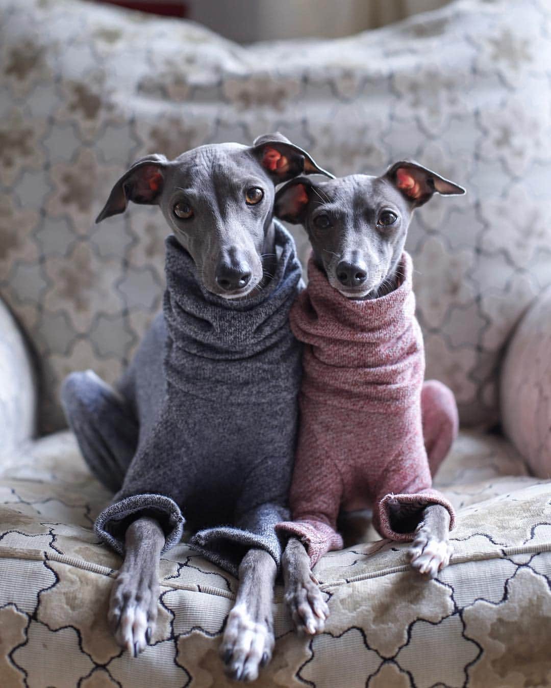 DogsOf Instagramのインスタグラム：「“Twining is winning!” writes @theiggyfamily  #dogsofinstagram」