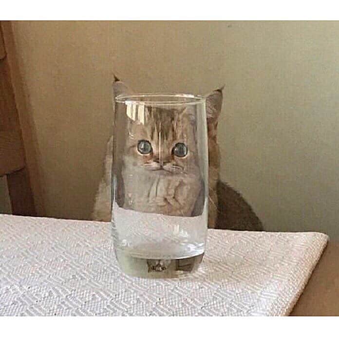 のインスタグラム：「#caturday 👀」
