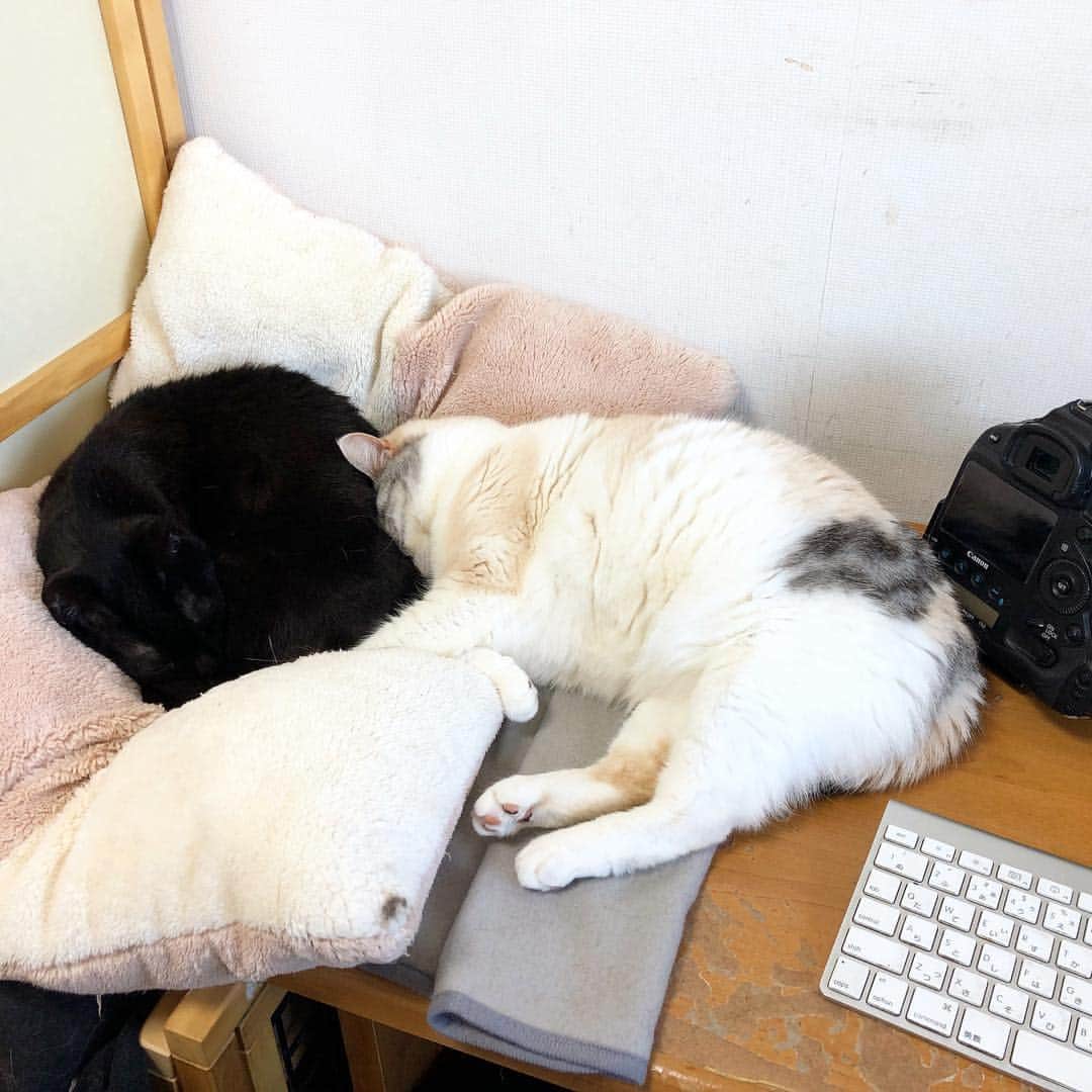 ホタテ＆クラム＆シラスのインスタグラム：「現在、机の上はなんだかすごく混んでます（笑） #cat #neko #ScottishFold #猫 #ねこ #スコティッシュフォールド #catstagram #instagram #instagramjapan #ig_japan #igersjp  #黒猫 #blackcat」