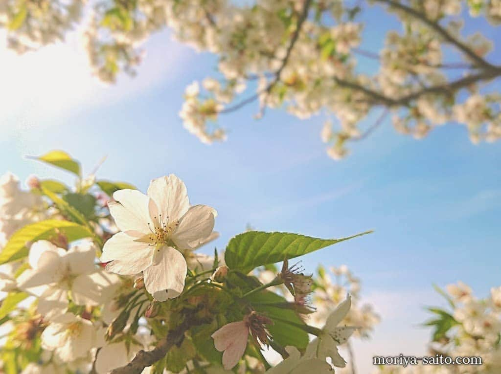 斎藤守也さんのインスタグラム写真 - (斎藤守也Instagram)「#桜  #さくら  #斎藤守也 #moriyasaito #守也 #moriya #MONOLOGUE #monologue」4月13日 17時13分 - moriya_monologue