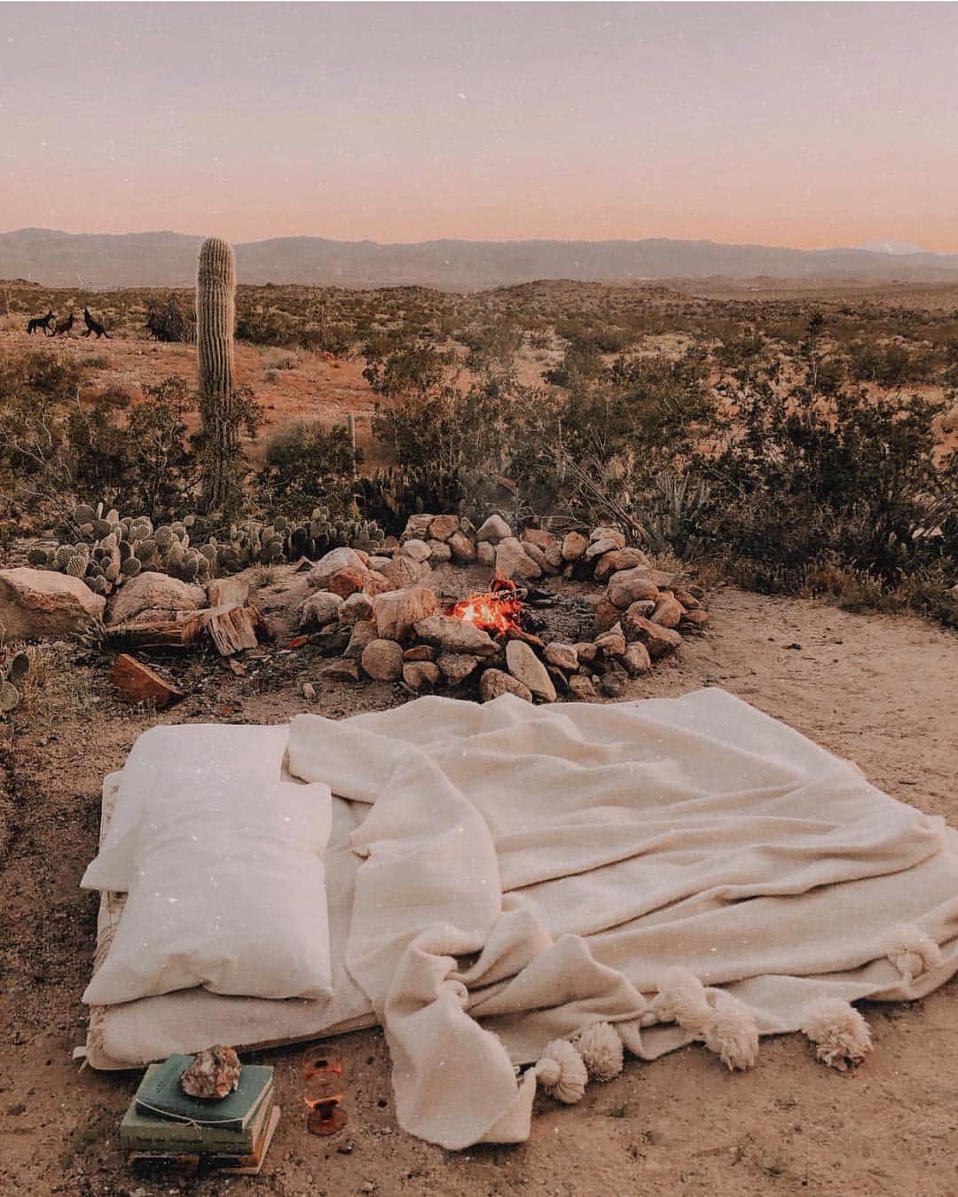 SPELLさんのインスタグラム写真 - (SPELLInstagram)「Desert sunsets turning into starry nights 🌵✨ USA adventures with our girl @lisadanielle__ @thejoshuatreehouse」4月13日 17時25分 - spell