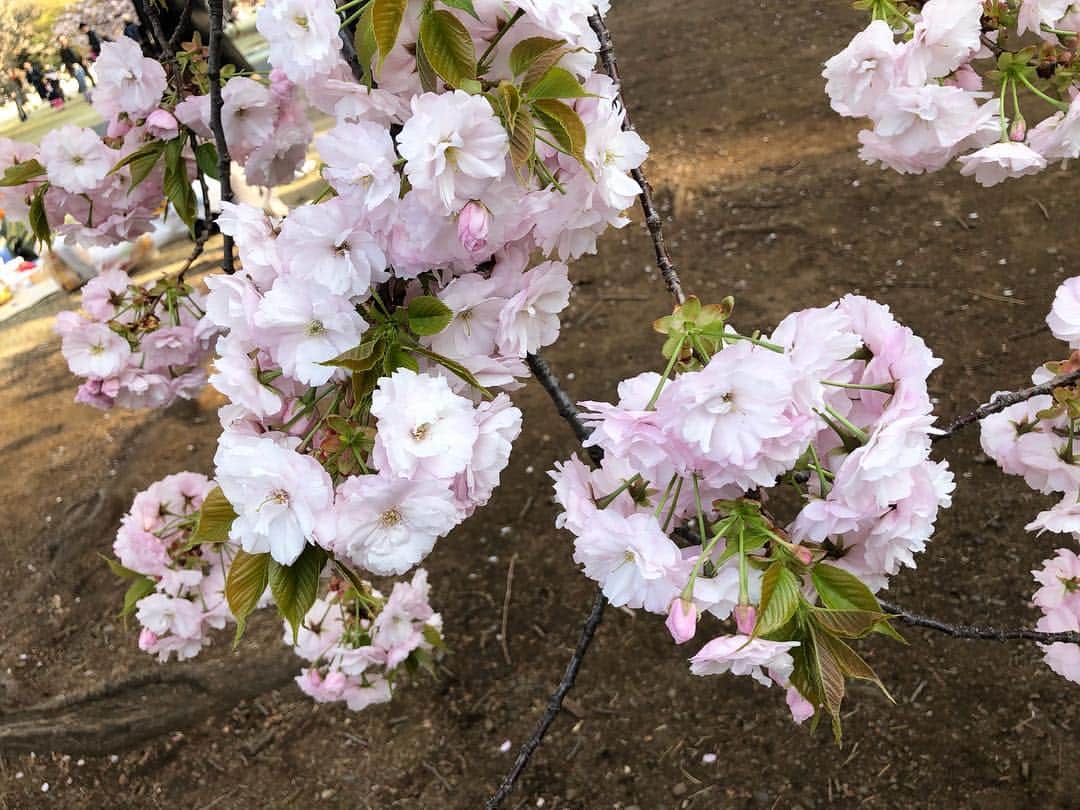 三宅智子さんのインスタグラム写真 - (三宅智子Instagram)「今日は、天気が良かったので、仕事が終わって、お昼過ぎから息子と新宿御苑でお散歩。暖かくて、気持ち良かった♪」4月13日 17時27分 - tomoko1121m