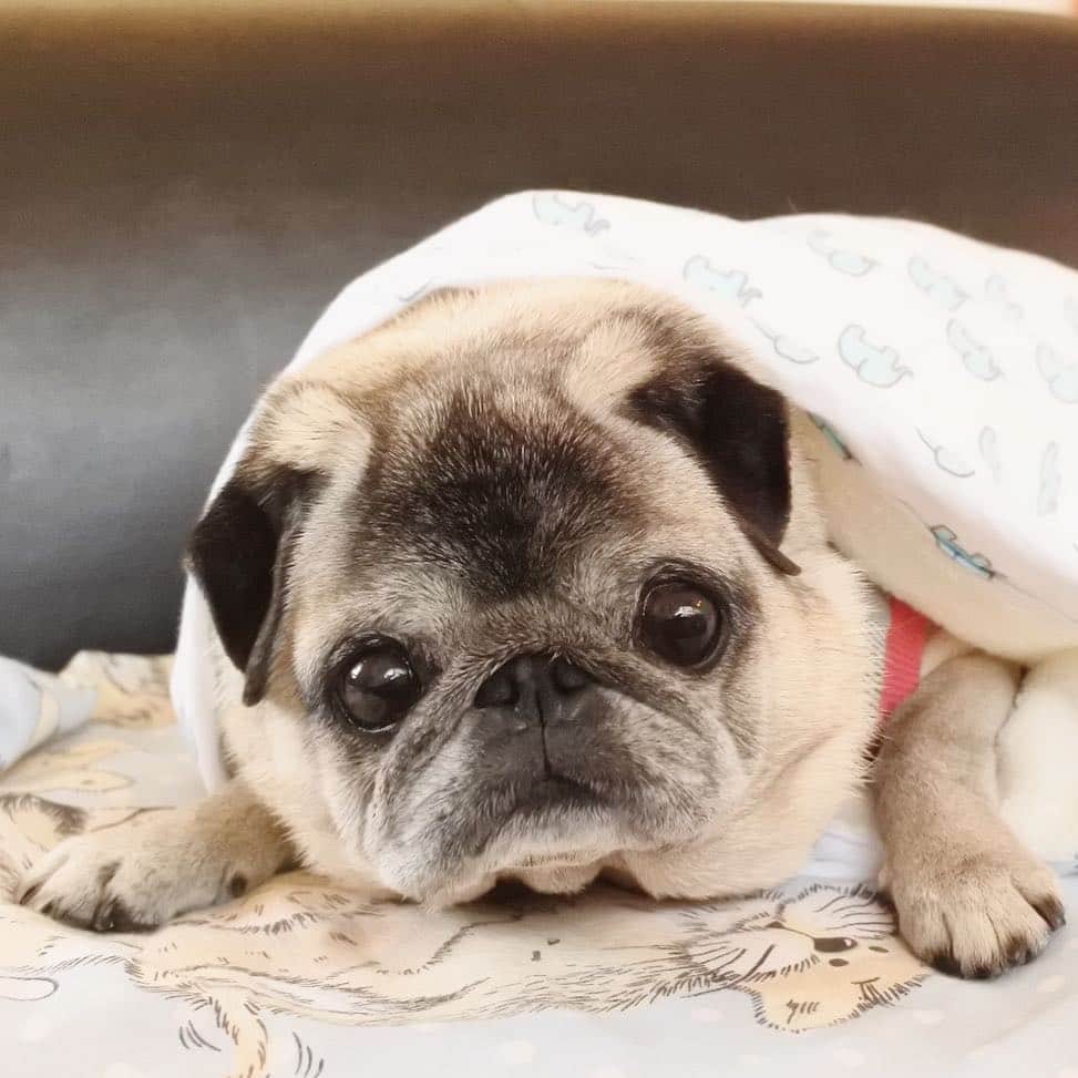 八兵衛のインスタグラム：「Hello🐶 * * お天気良いから お出かけ☺️ * * #ほぼ黒パグ #おじいちゃん犬 #パグ #pug #puggy #puglife #puglove #petstagram #pugstagram #pugsofinstagram #pugs #dog #ふわもこ部  @igersjp #IGersJP #east_dog_japan #pecoイヌ部 #八兵衛 #はちべえ #朝ワンコ夕ニャンコ #犬とカフェ」